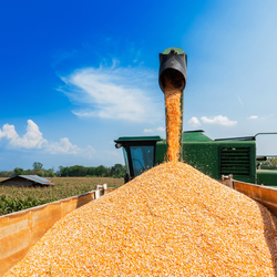 Agriculture - Combine Unloading Corn - Card Image