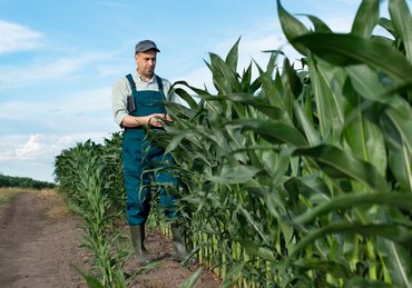A man checking the growth of corn in a field on a slightly cloudy day.