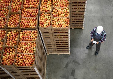 An employee alone among crates of apples stacked for shipping.
