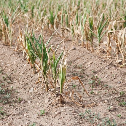 Ag_drought_close_2021_content.jpg