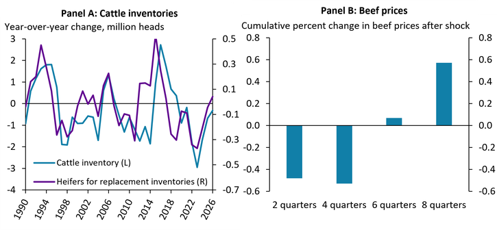 Chart 4 contains two panels. Panel A shows year-over-year cattle inventory changes and heifers for replacement inventories from 1990 to 2026. Cattle inventory follows the same series from Chart 3, while the number of heifers ranges from negative 0.35 million to 0.5 million. Cattle inventories generally track heifers for replacement inventories with a one-to-two period lag. Panel B displays cumulative percent changes in beef prices following a shock across four quarters: negative 0.4 percent at 2 quarters, negative 0.5 percent at 4 quarters, 0.05 percent at 6 quarters, and 0.6 percent at 8 quarters, showing an initial decline followed by recovery and substantial growth.