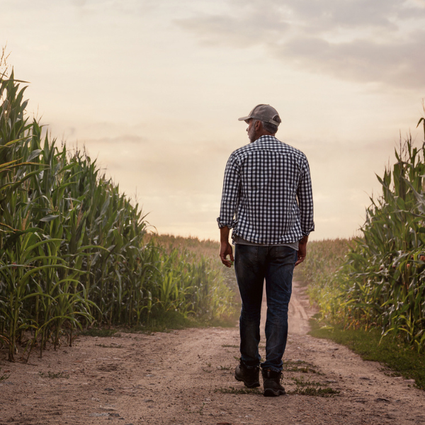 farmer agriculture corn field hero