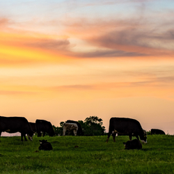A herd of cows grazes and rests on a green field at sunset, with the sky glowing in shades of orange, yellow, and purple, and trees in the background.
