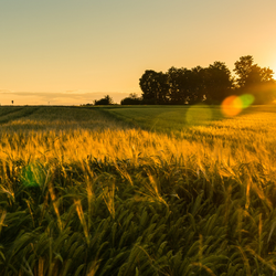 Farm land agriculture landscape sunset hero