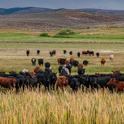 agriculture field cow beef cattle hero