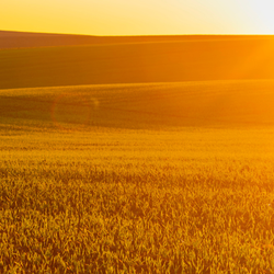 agriculture field at sunset hero