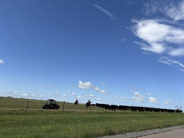 A herd of black cows crosses the prairie under a huge blue sky.