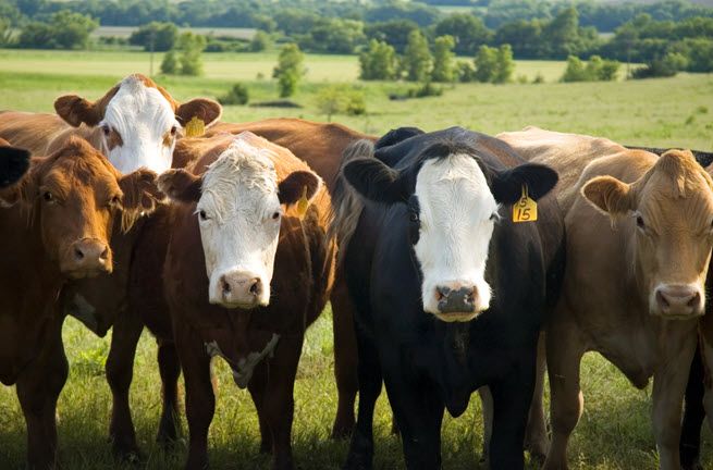 Five cows line up to stare at the person holding the camera. Three have white faces. The coats are a mix of red, brown and black.