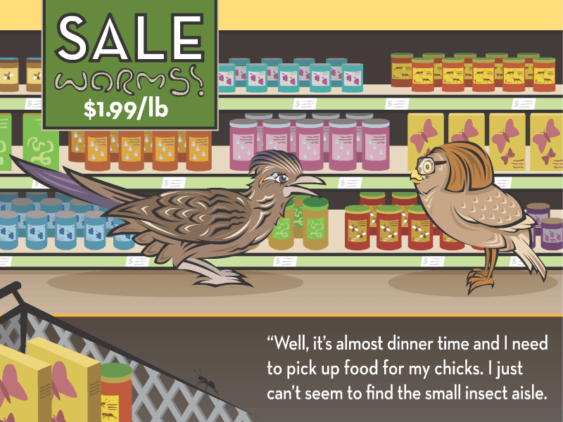 "Well, it’s almost dinner time and I need to pick up food for my chicks. I just can’t seem to find the small insect aisle.